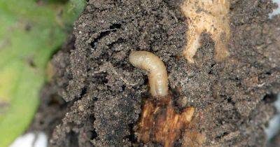How to Identify and Control Root Maggots - gardenerspath.com - Usa