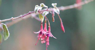 How to Prepare your Fuchsia Flowers for Winter - gardenerspath.com