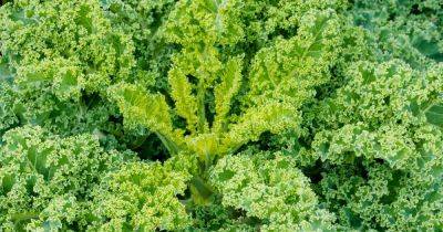 How to Harvest and Save Kale Seeds - gardenerspath.com