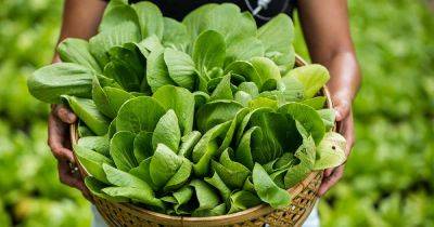 When and How to Harvest Bok Choy - gardenerspath.com - China