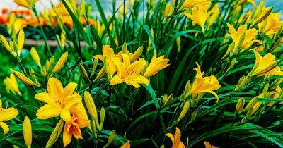 When and How to Divide Daylilies - gardenerspath.com