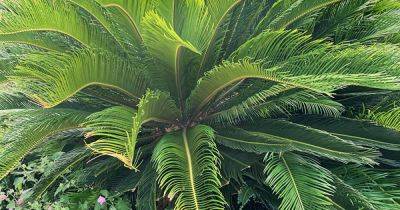 How to Deal with Common Sago Palm Pests & Diseases | Gardener's Path - gardenerspath.com - Los Angeles