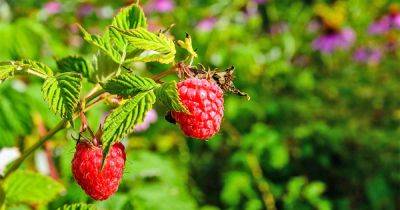 The Top 13 Raspberry Varieties to Grow in Zones 3-9 - gardenerspath.com