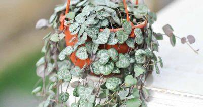 How to Grow and Care for String of Hearts - gardenerspath.com