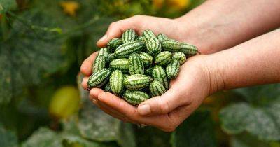 How to Grow Cucamelons (Mexican Sour Gherkins) - gardenerspath.com - Mexico