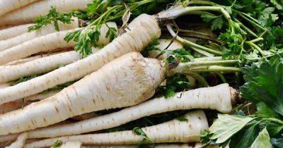 How and When to Harvest Parsnips - gardenerspath.com