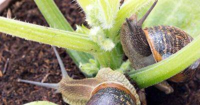 How to Protect Your Garden from Slugs and Snails - gardenerspath.com