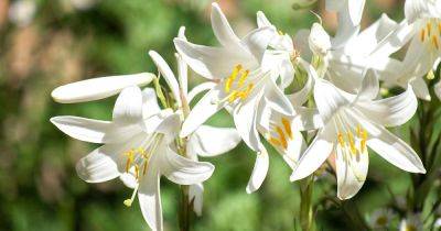 27 of the Best Lily Varieties - gardenerspath.com