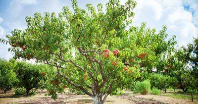 How to Identify and Control Peach Twig Borers - gardenerspath.com - Usa -  California