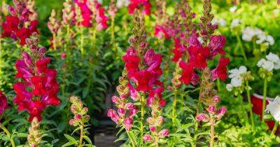 How to Pollinate and Collect Hybrid Snapdragon Seeds - gardenerspath.com