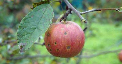 How to Identify and Prevent Apple Cork Spot | Gardener's Path - gardenerspath.com