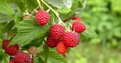 When Are Raspberries Ready to Pick? - gardenerspath.com