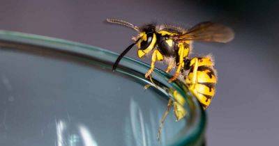 How to Eliminate Wasps from Your Home and Garden - gardenerspath.com