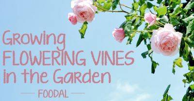 How to Grow Flowering Vines in Your Yard | Gardener's Path - gardenerspath.com
