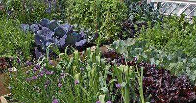 11 of the Best Fertilizers for Growing Vegetables - gardenerspath.com