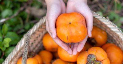 When and How to Harvest Persimmons - gardenerspath.com - Usa