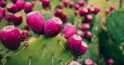 How to Grow Prickly Pear Cactus - gardenerspath.com - India