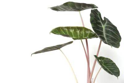 Alocasia Pink Dragon: Growing and Care Comprehensive Guide - familyfoodgarden.com - Australia - Philippines