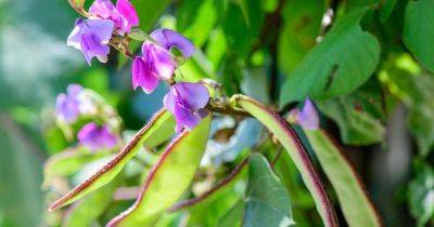 How to Grow Hyacinth Bean Vines - gardenerspath.com - Usa