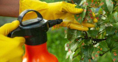 Prevent Fungicide Resistance with a Rotation Plan - gardenerspath.com