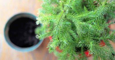 Why, When, and How to Repot Norfolk Island Pine Trees - gardenerspath.com
