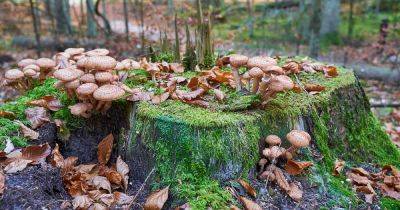 Prevent and Control Armillaria Root Rot on Apple Trees | Gardener's Path - gardenerspath.com