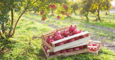 When and How to Harvest Pomegranates - gardenerspath.com