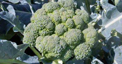 Why Your Broccoli May Form Loose, Bitter Heads | Gardener's Path - gardenerspath.com