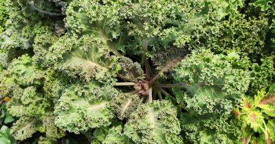 Tips for Kale Pest and Disease Prevention - gardenerspath.com