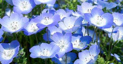 How to Grow and Care for Baby Blue Eyes - gardenerspath.com - Usa -  Oregon -  California -  Alaska