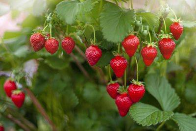 Expert Gardeners Swear By These 5 Strawberry Growing Hacks - thespruce.com