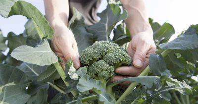 Broccoli Buttoning: What Causes Multiple Tiny Heads? - gardenerspath.com