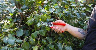 When and How to Prune Camellias - gardenerspath.com