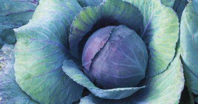 9 of the Best Cabbage Varieties | Gardener's Path - gardenerspath.com - Usa