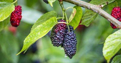 How to Grow Gorgeous Mulberry Trees - gardenerspath.com - Usa - China - India -  Florida - Japan