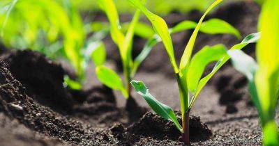 What Is Corn Seedling Blight? - gardenerspath.com
