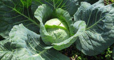 How to Harvest Cabbage | Gardener's Path - gardenerspath.com