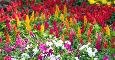 The 15 Best Annuals for Late Summer Color | Gardener's Path - gardenerspath.com - Usa - France