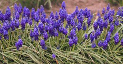 How and When to Transplant Grape Hyacinths - gardenerspath.com