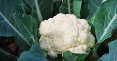 9 Cauliflower Head Disorders and How to Avoid Them | Gardener's Path - gardenerspath.com
