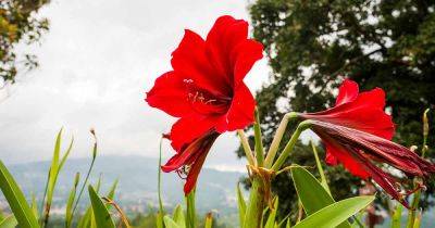 Tips to Recognize Southern Blight in Amaryllis Plants - gardenerspath.com - Usa