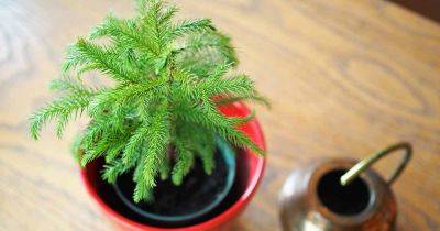 Tips for Watering Norfolk Island Pine Trees - gardenerspath.com