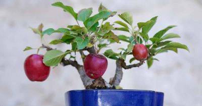 Tips for Growing Bonsai Apple Trees - gardenerspath.com