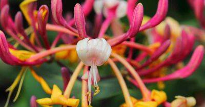 Types of Honeysuckle Plants: 13 of the Best Species for Your Garden - gardenerspath.com