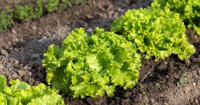 Tips for Growing Batavian (Summer Crisp) Lettuce - gardenerspath.com - France - Egypt
