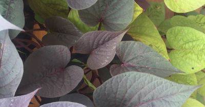 Are Ornamental Sweet Potatoes Edible? - gardenerspath.com