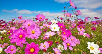 25 of the Best Cosmos Flower Cultivars - gardenerspath.com - Mexico