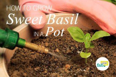 How to Grow Organic Sweet Basil in a Pot - fabhow.com