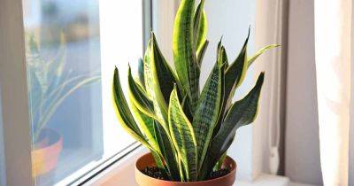 What Are the Different Types of Snake Plants? - gardenerspath.com - city Sansevieria