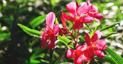 How to Grow and Care for Oleander Shrubs - gardenerspath.com
